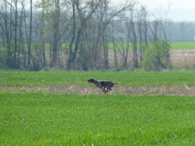 du Clos de Reve d'Or - NANDO EST CHAMPION DE FRANCE DE PRINTEMPS!!!