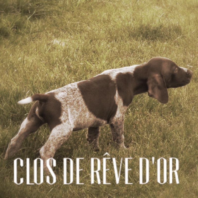 Opium du Clos de Reve d'Or