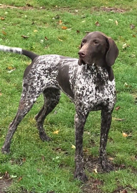 Quena du Clos de Reve d'Or