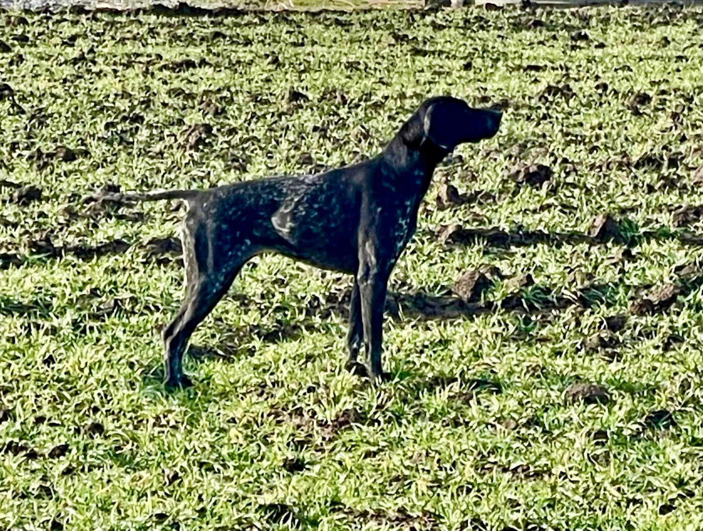 CH. Uriel du Clos de Reve d'Or