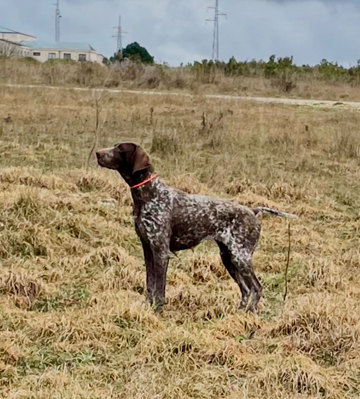 CH. Ulma du Clos de Reve d'Or
