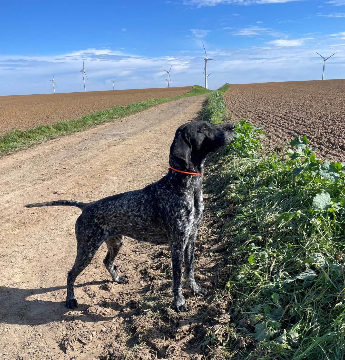 CH. Ulzane du Clos de Reve d'Or