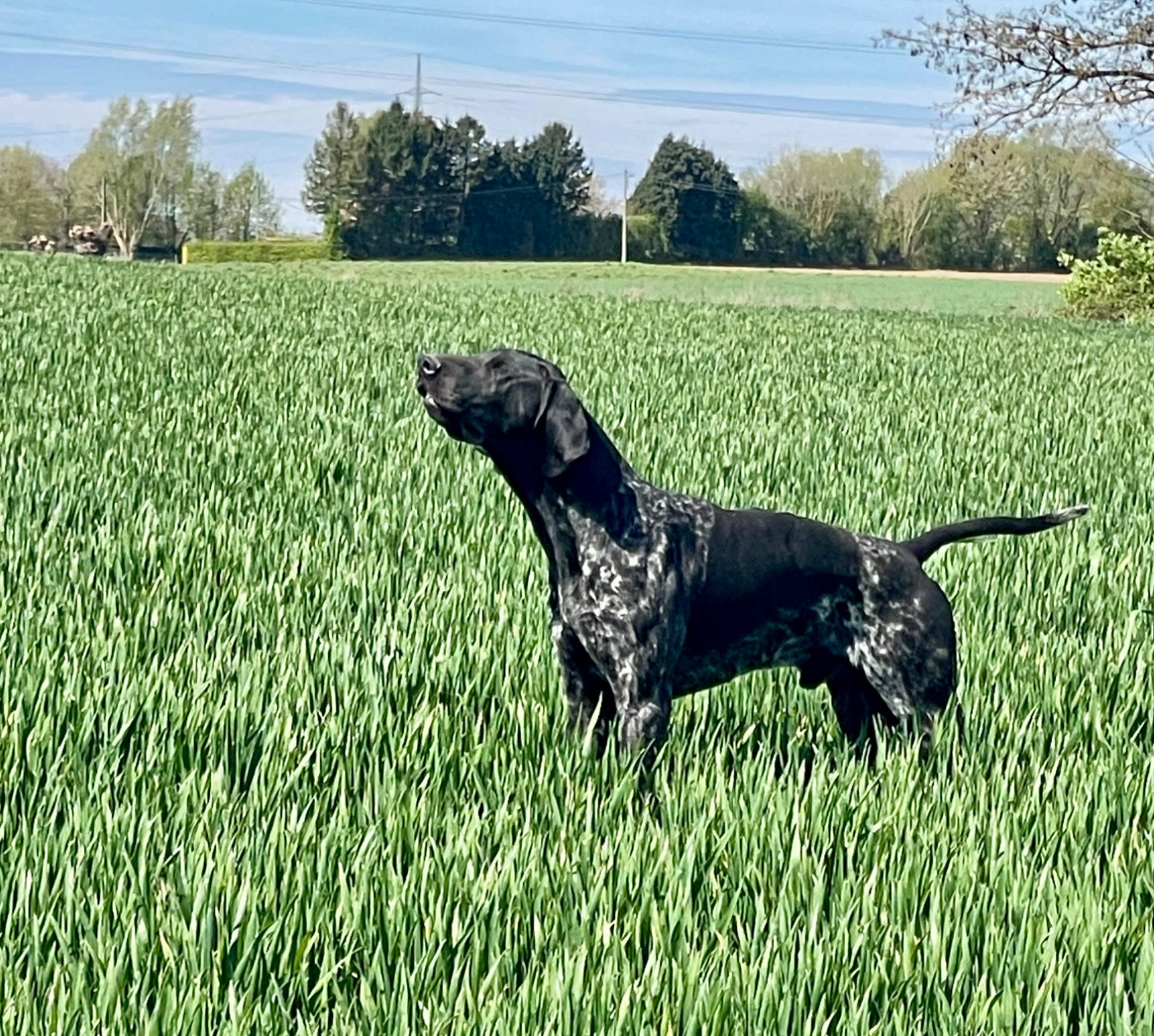 CH. Ultra du Clos de Reve d'Or