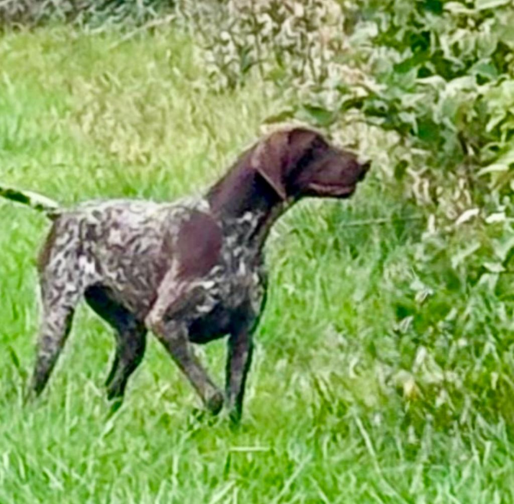 Xoe du Clos de Reve d'Or