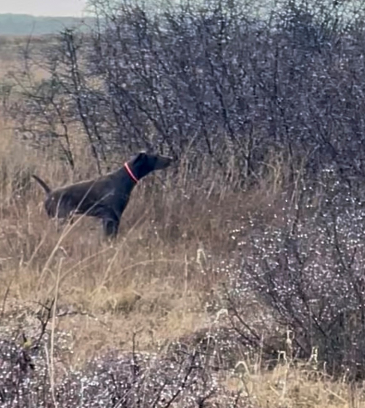 ARIANNA di san mamiliano