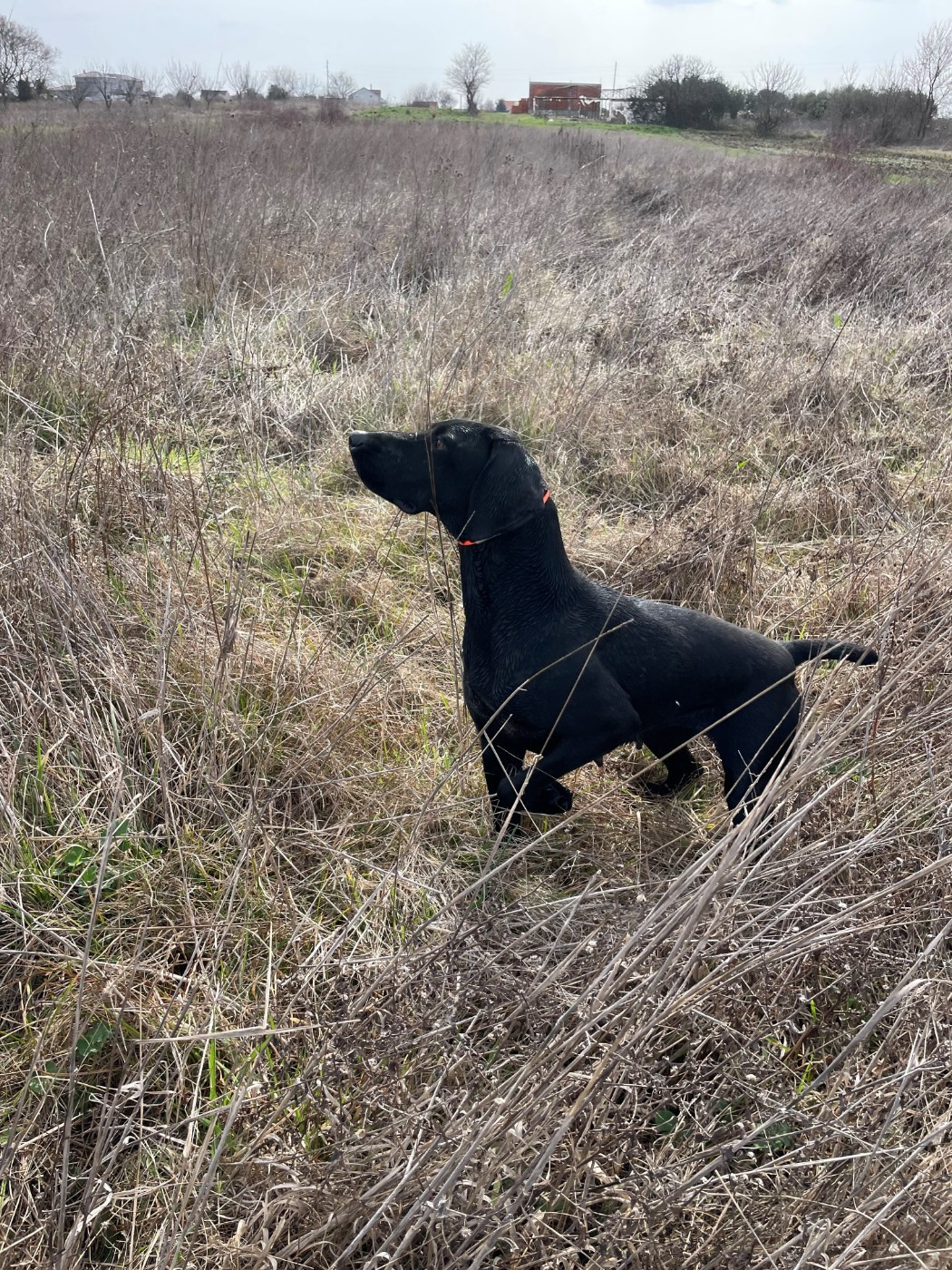 Varenna du Clos de Reve d'Or